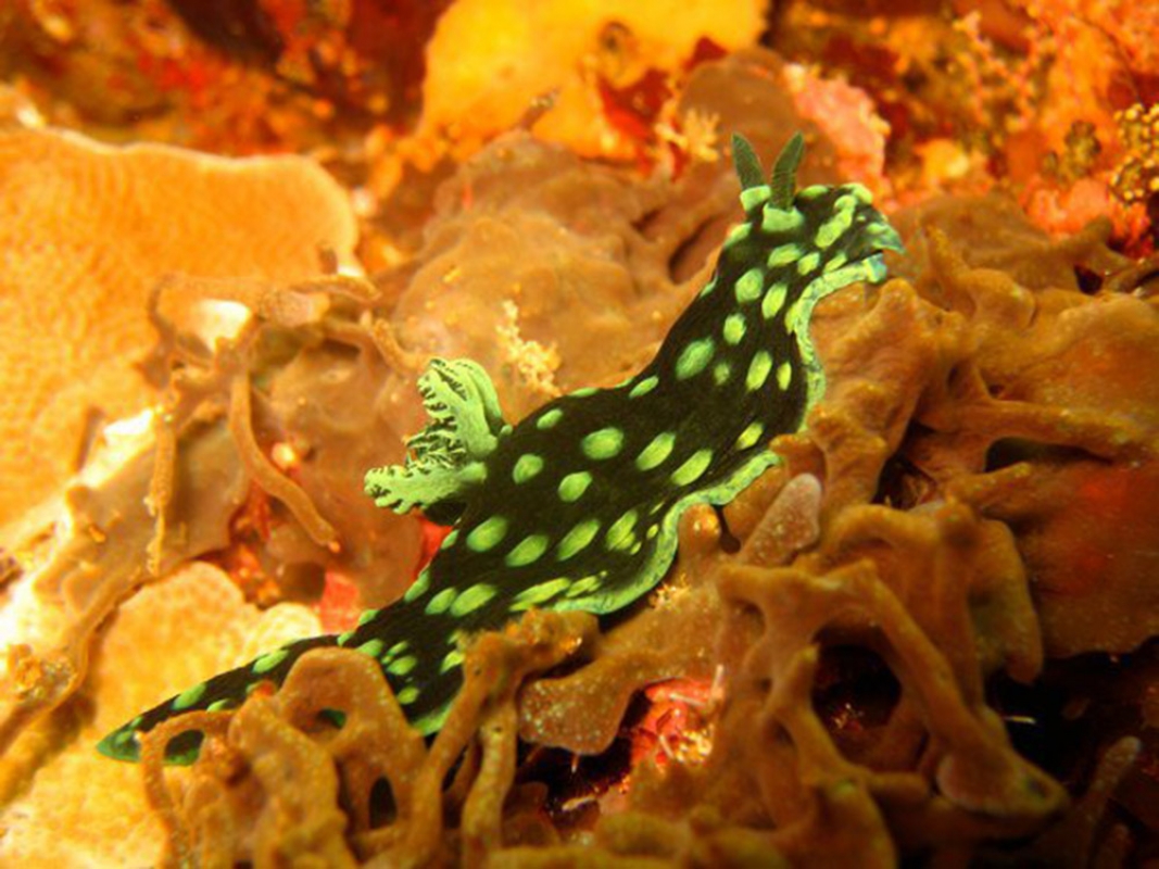 Cabbage Nudibranch