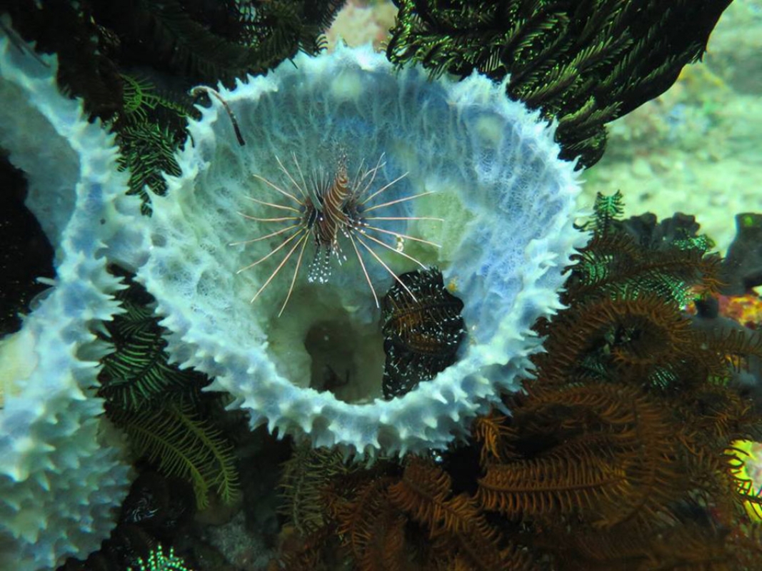 Clearfin Lionfish