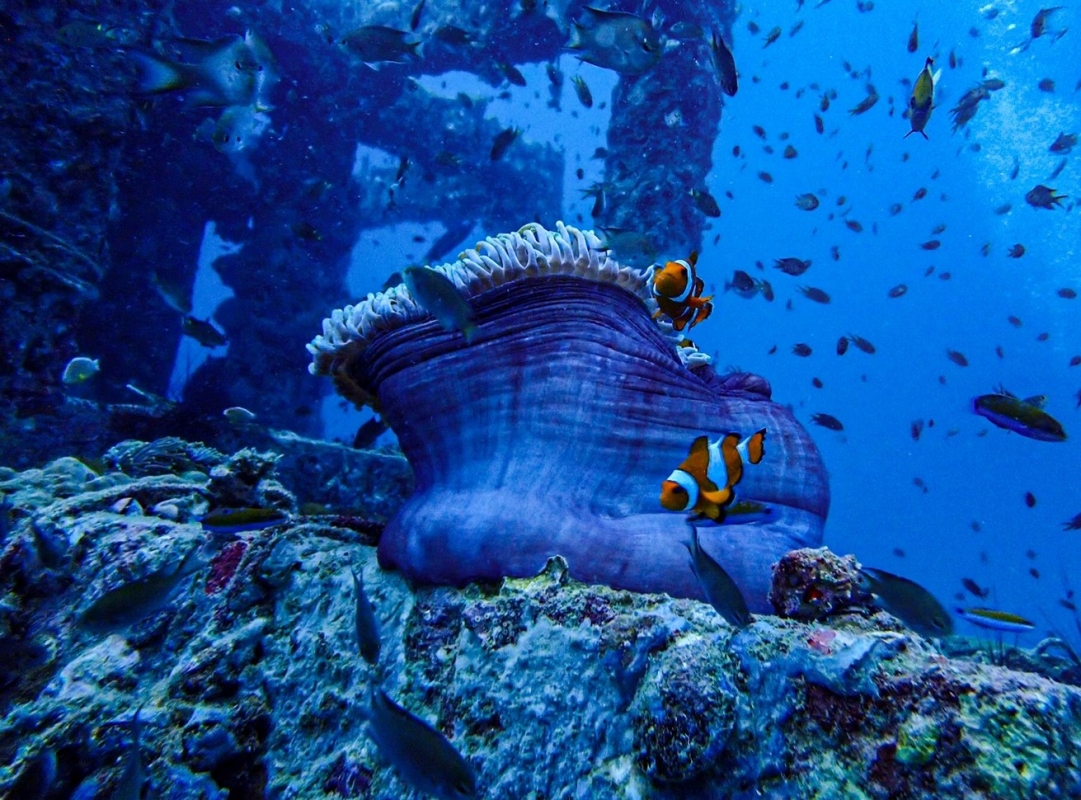 Clown Anemonefish
