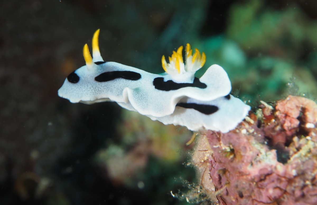 Diana's Chromodoris