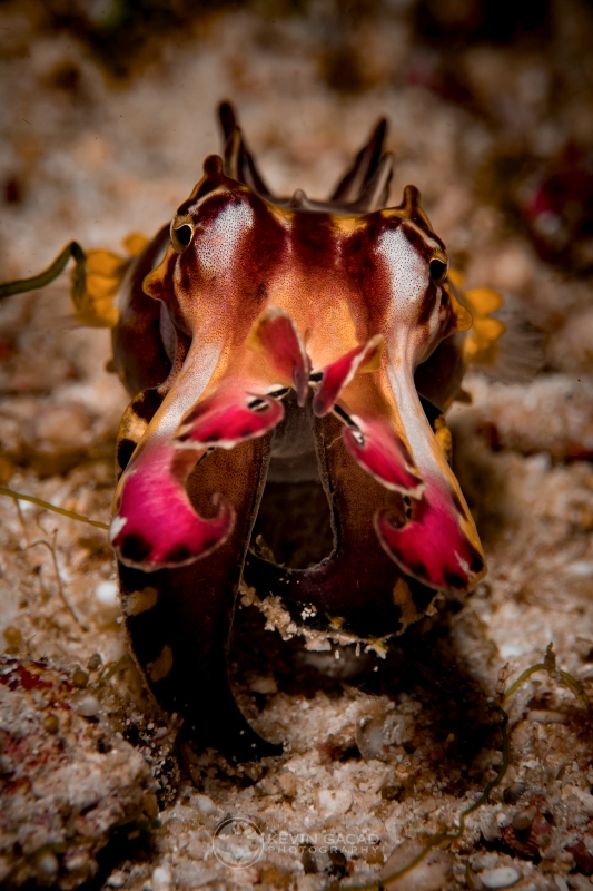 Flambouyant Cuttlefish (Metasepia pfefferi) in Indonesia