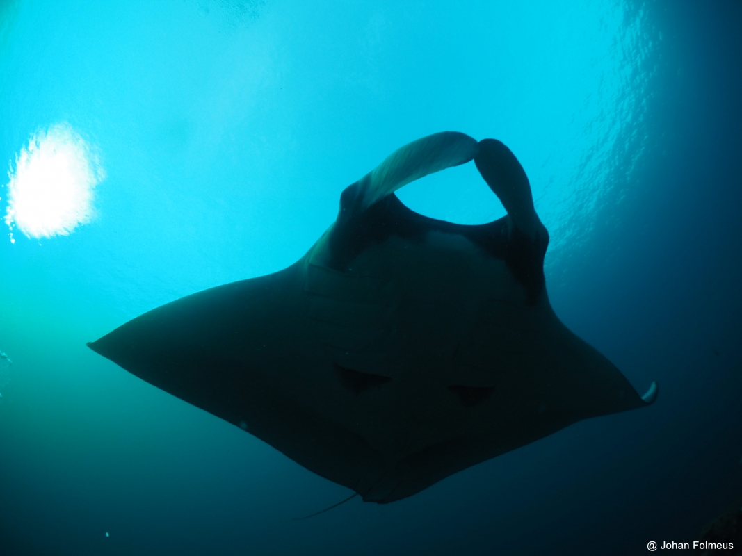 Giant Manta Ray
