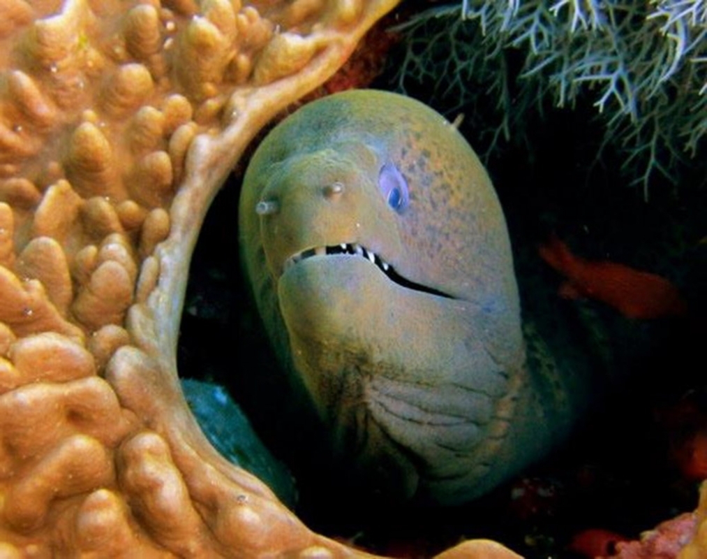 Giant Moray Eel