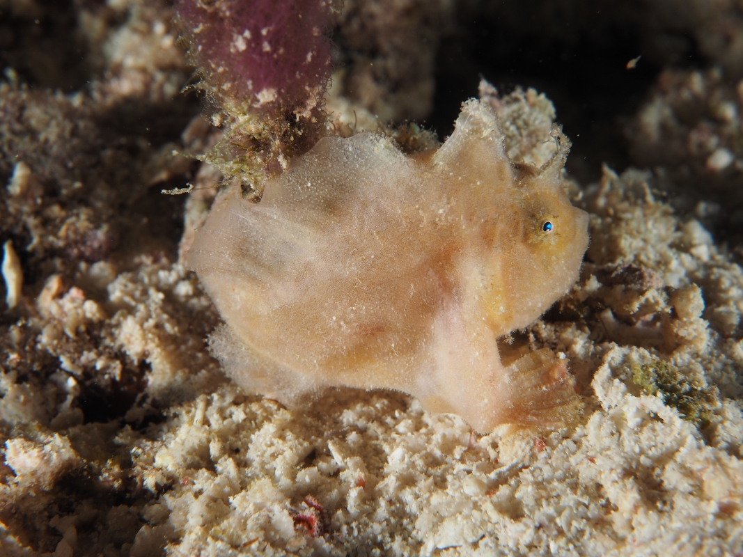 Leaf Scorpionfish (Taenianotus triacanthus) at Raja Ampat, Indonesia