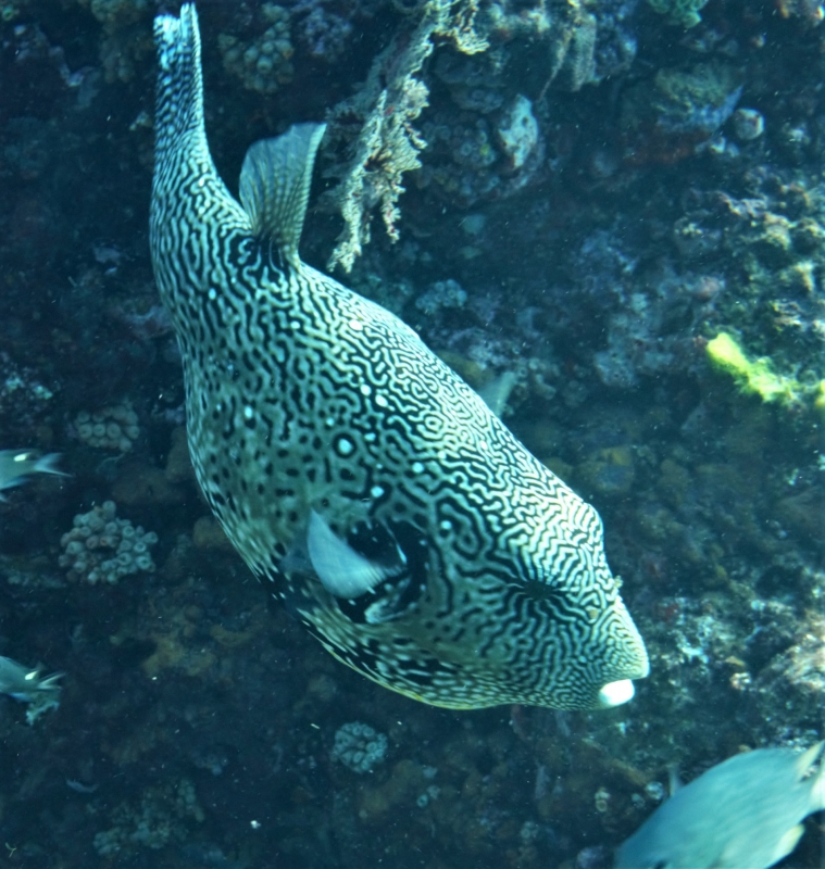 Map Pufferfish