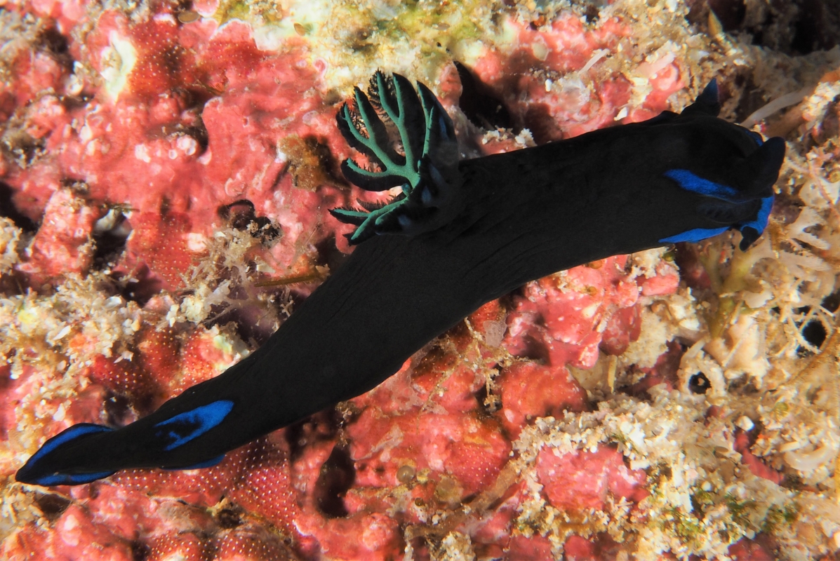 Morose Nudibranch
