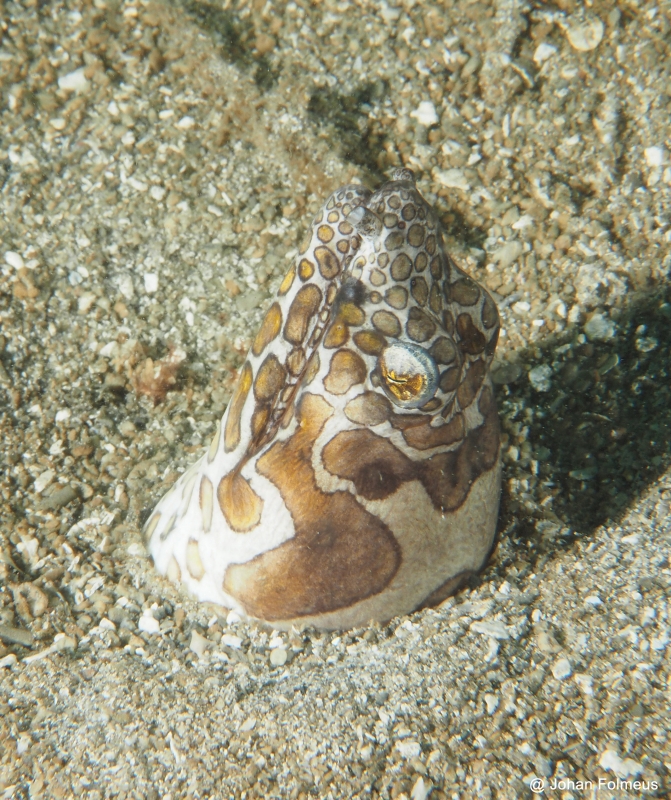 Napoleon or Purplebanded Snake Eel (Ophichthus bonaparti) Indonesia