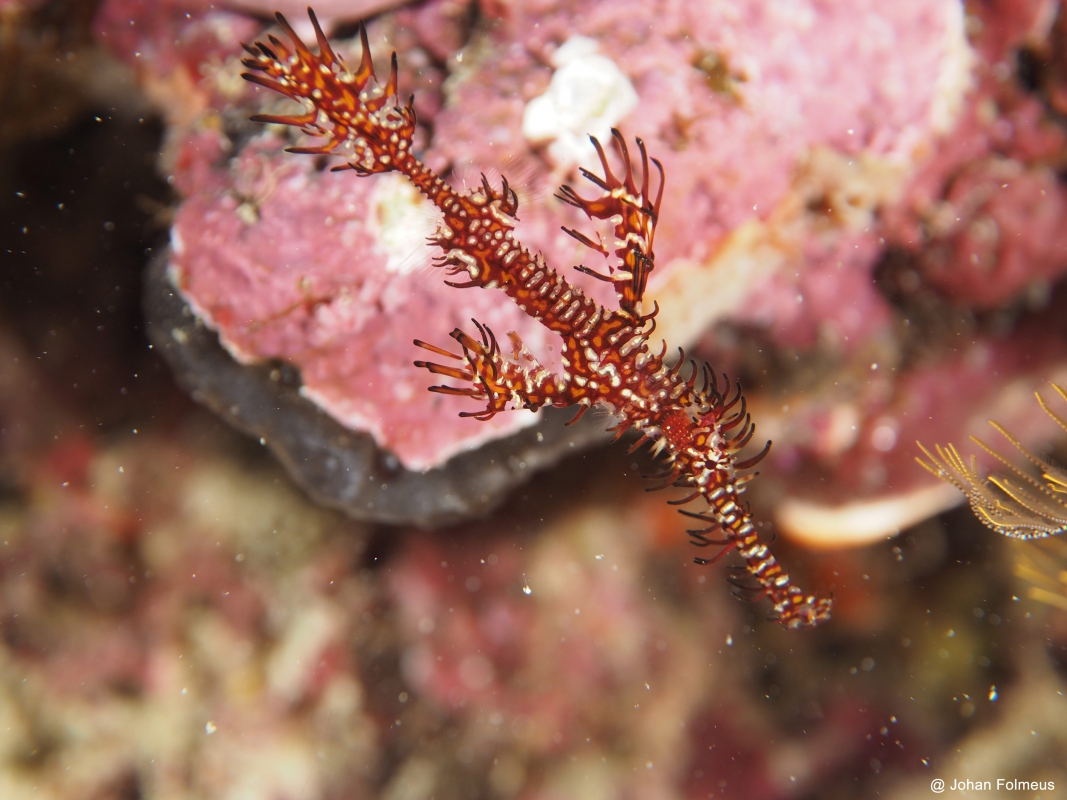 Adult Ornate Ghost Pipefish (Solenostomus paradoxus)