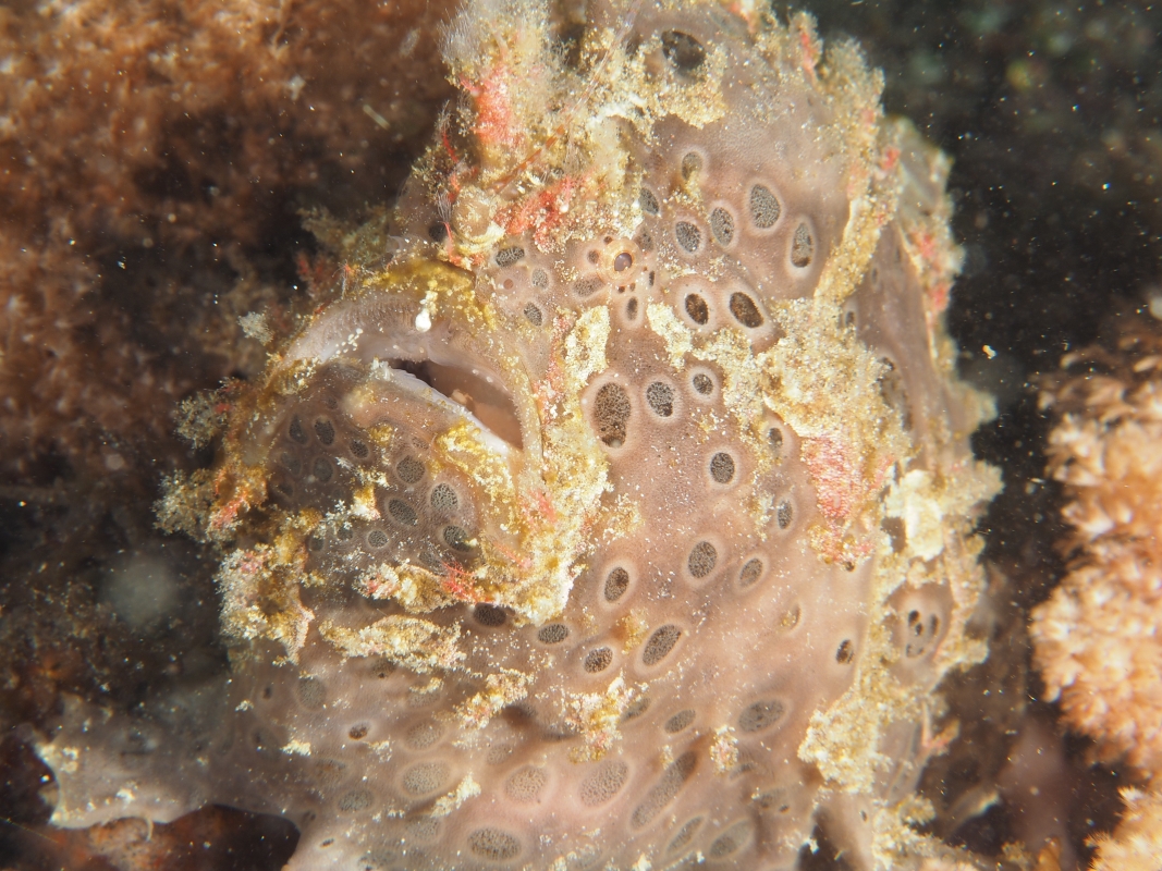 Painted Frogfish (Antennarius pictus)