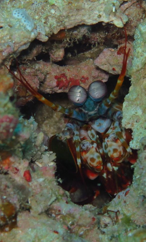 Peacock Mantis Shrimp (Odontodactylus scyllarus)