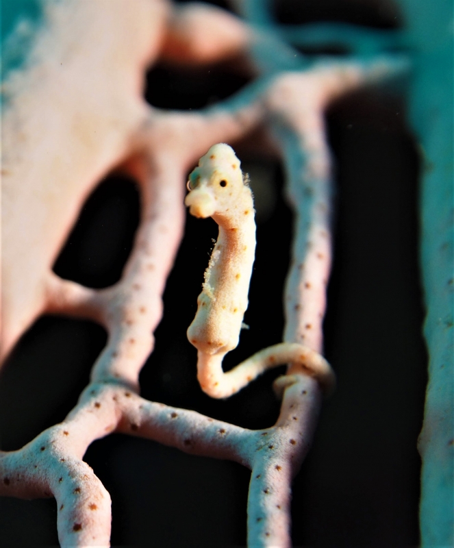 A pink-coloured Pygmy Seahorse (Hippocampus bargibanti) matching its host seafan's colour and texture