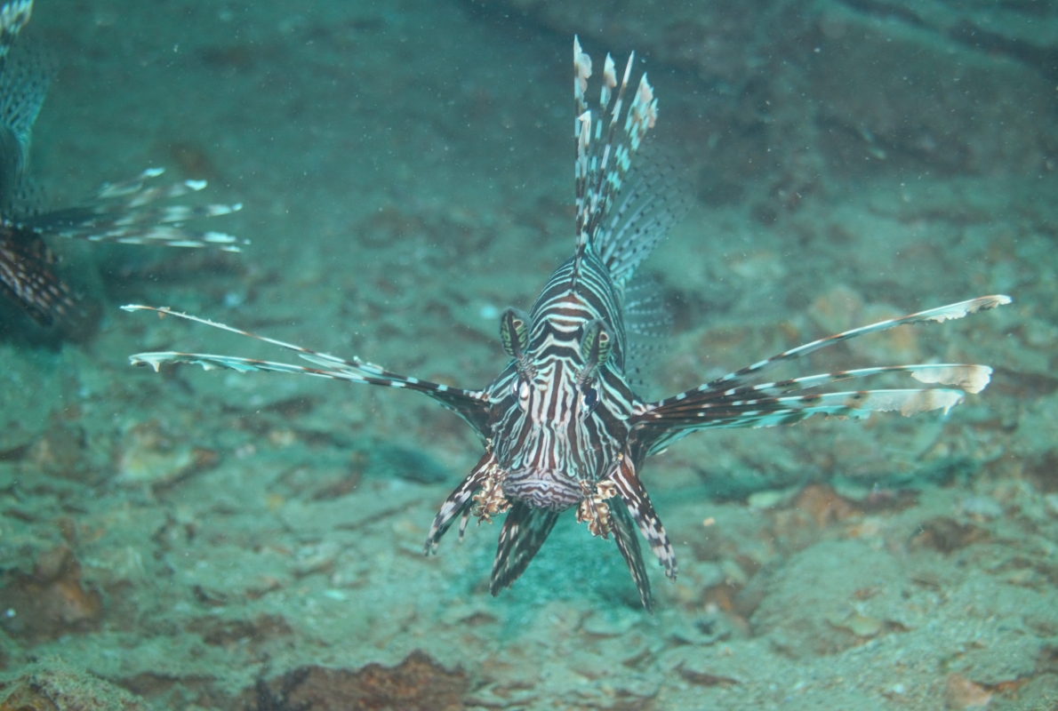 Red Lionfish