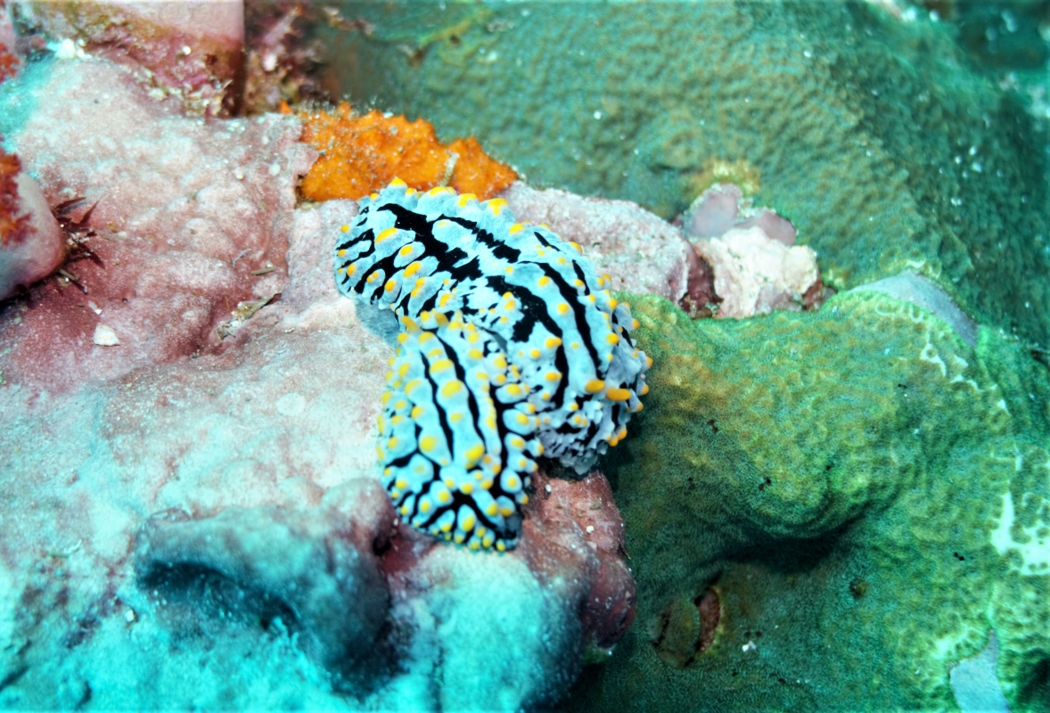 Swollen Phyllidia