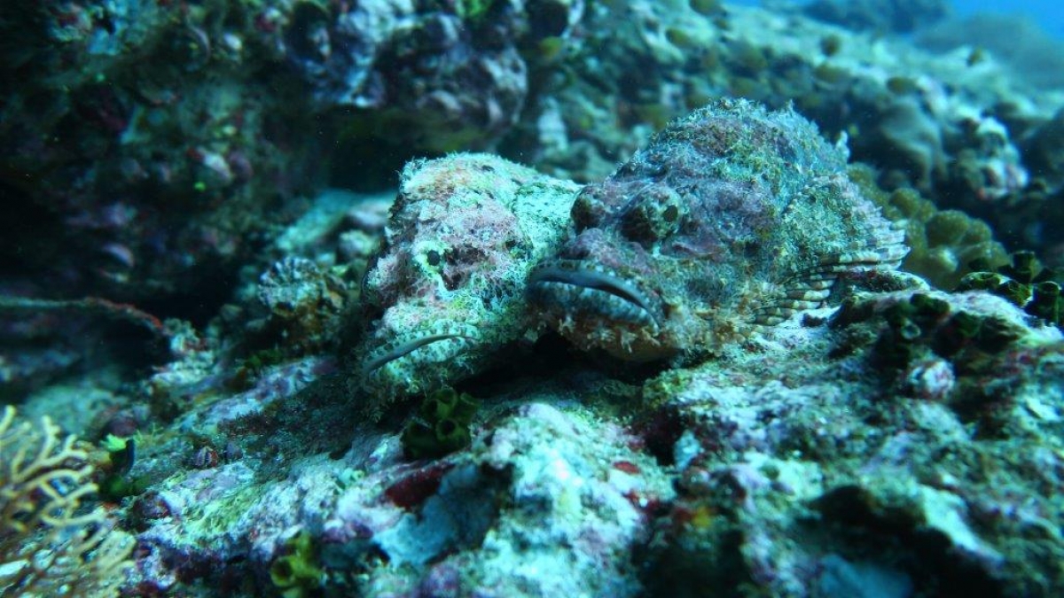 A pair of Tassled Scorpionfish (Scorpaenopsis oxycephala)