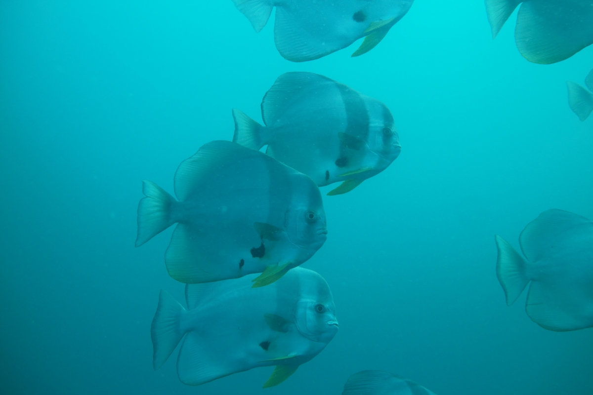Teira Batfish