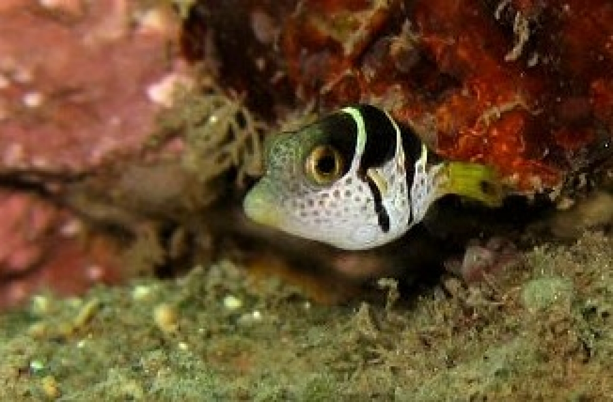 Valentin's sharpnose puffer (Canthigaster valentini)