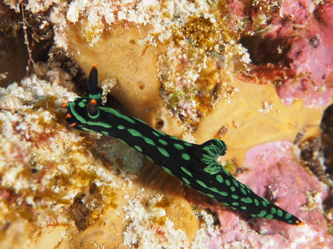 Variable Neon Slug