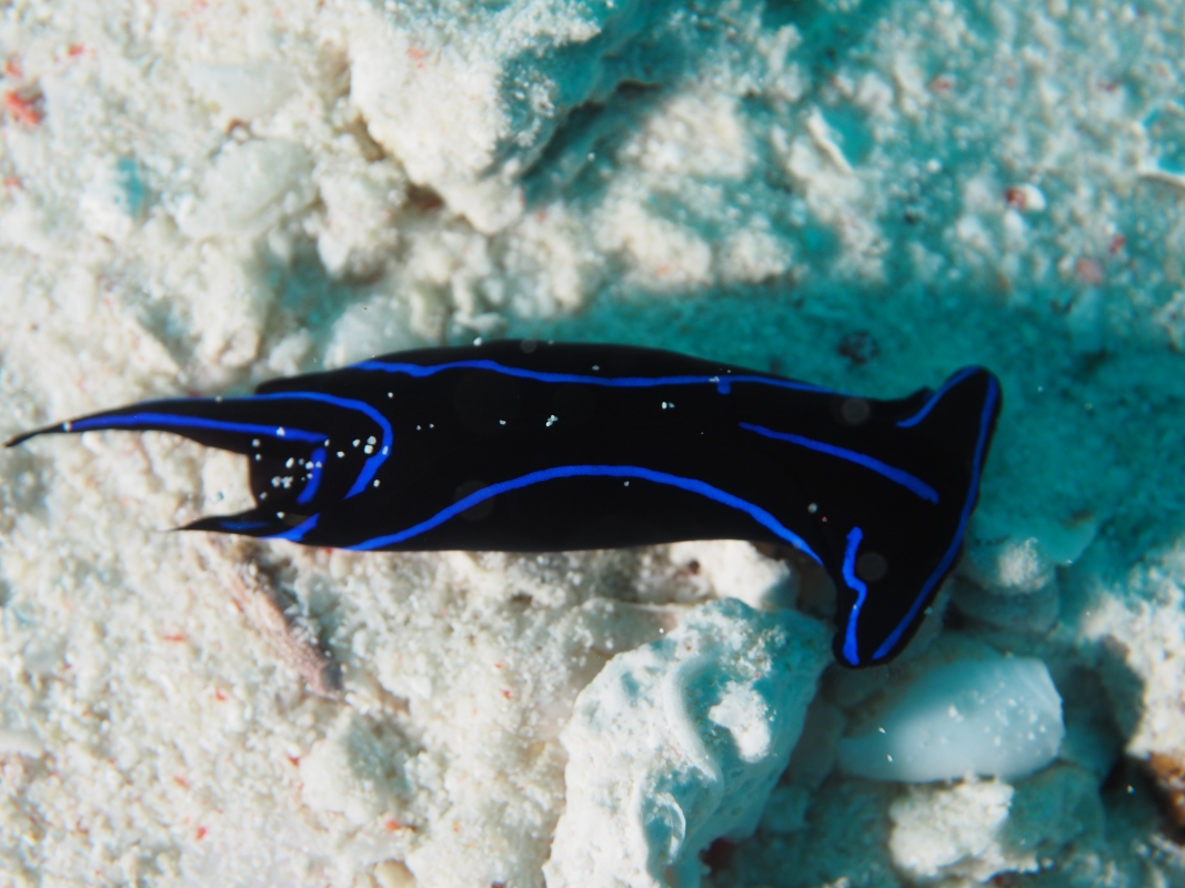 Velvet Sea Slug