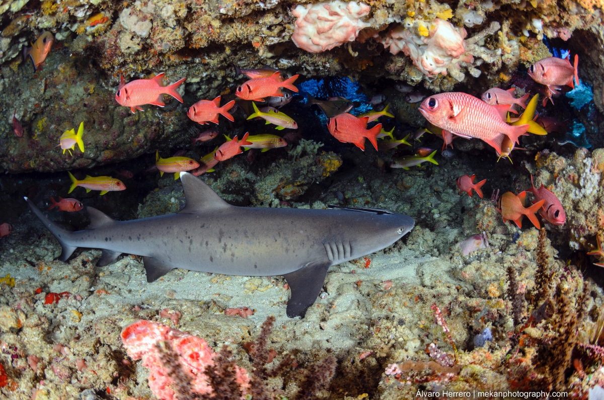 Sleeping Whitetip Reef Sharks at Gili Trawangan's Shark Point