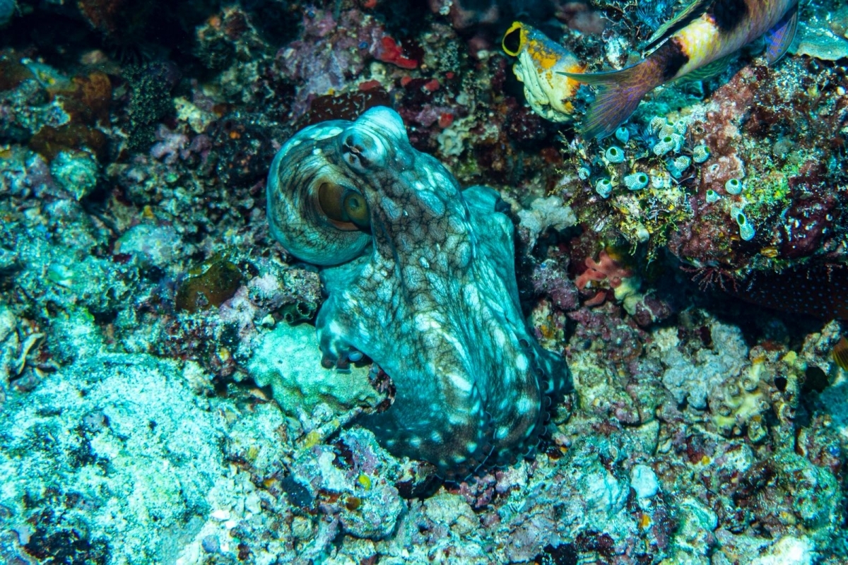 Common Octopus