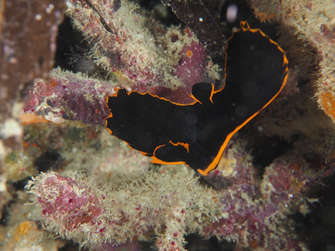Juvenile Pinnate Batfish
