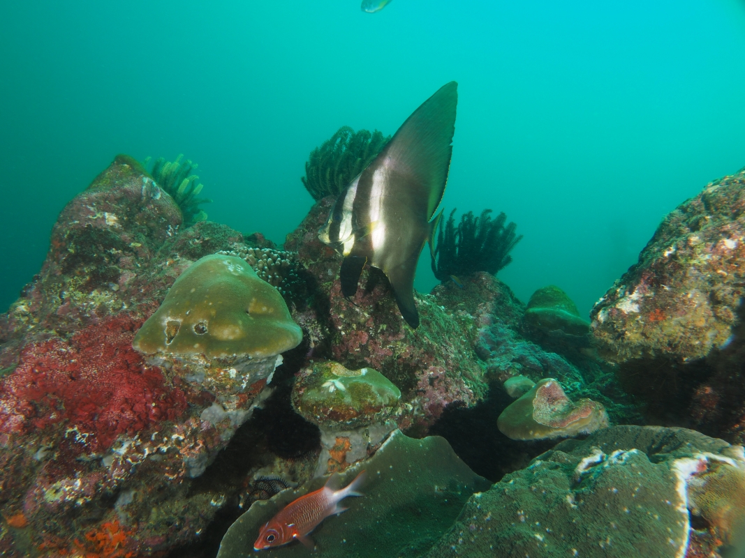 Orbicular Batfish
