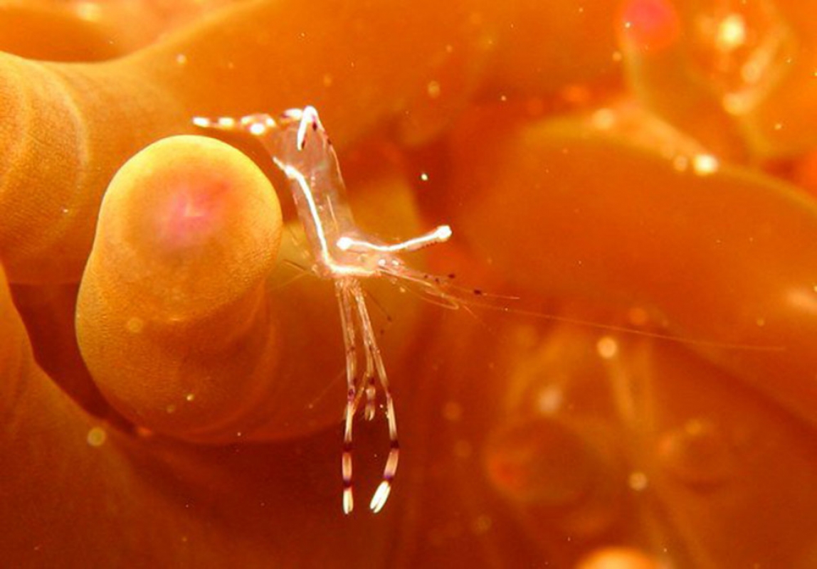 Anemone Shrimp
