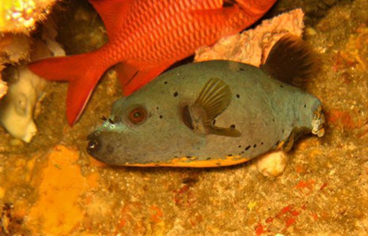 Black Spotted Toadfish