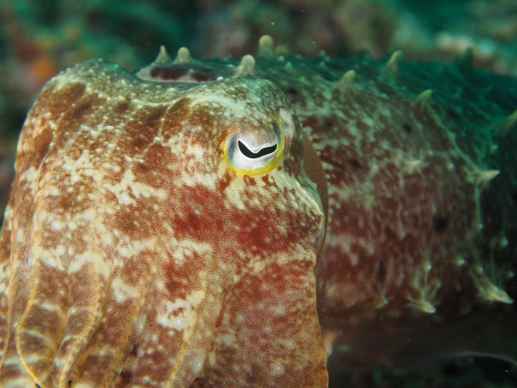 Broadclub Cuttlefish (Sepia latimanus)