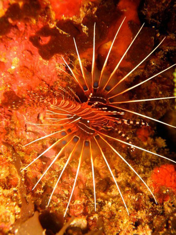 Radial Firefish