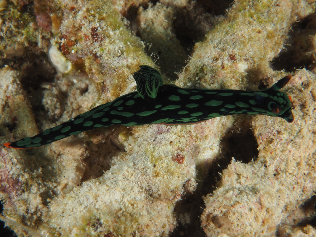 Dusky Nembrotha