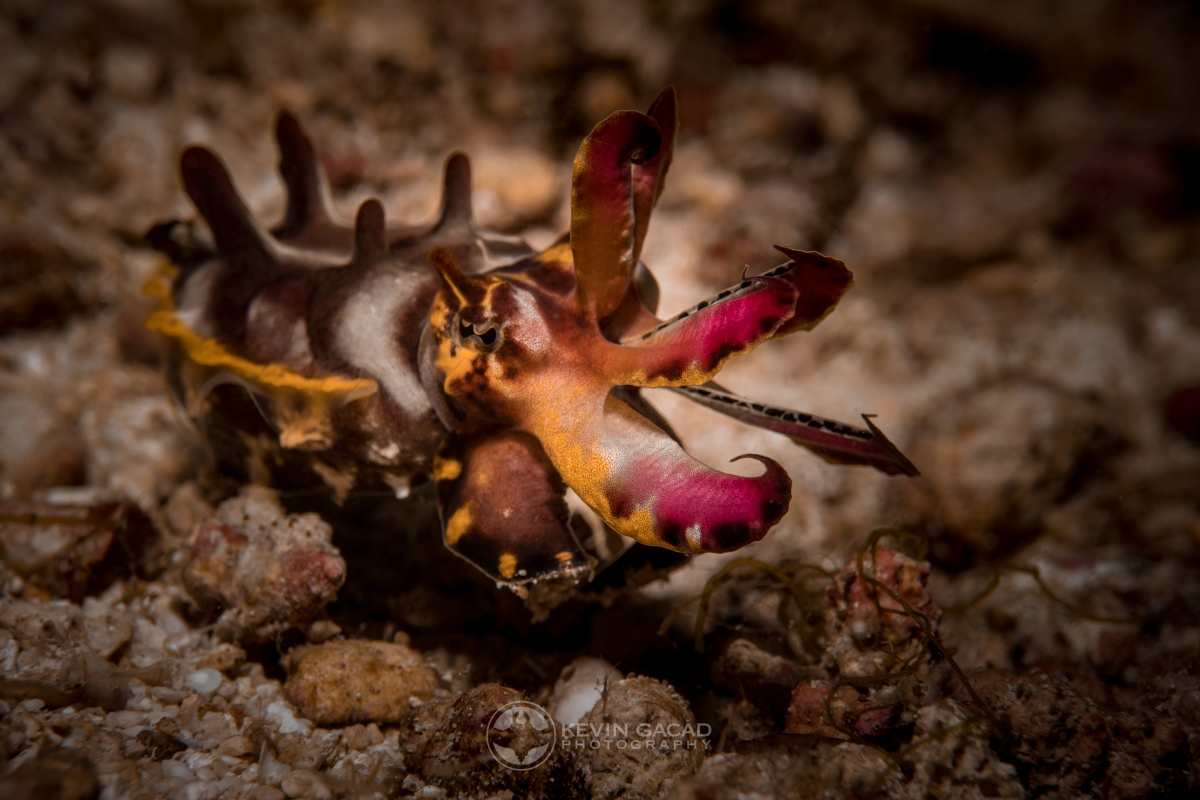 Flambouyant Cuttlefish (Metasepia pfefferi) in Indonesia