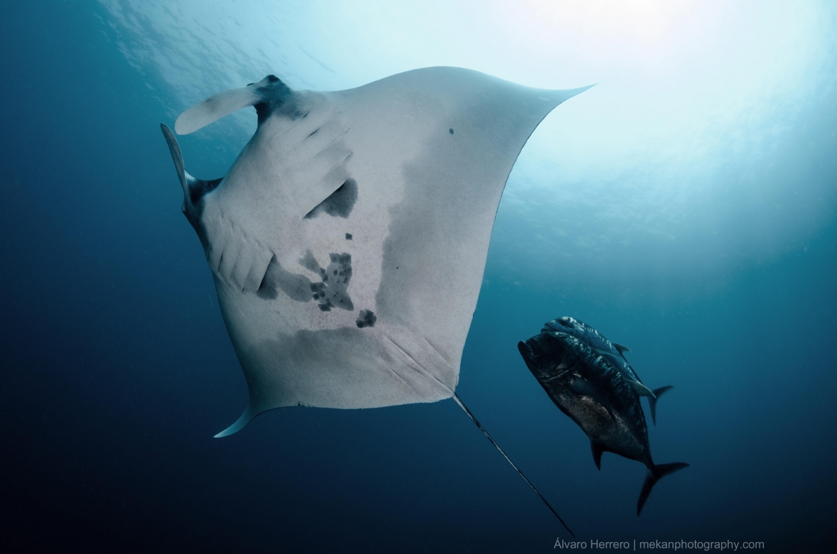 Giant Manta Ray