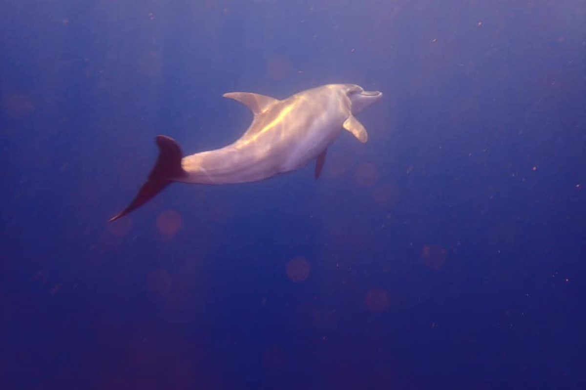 Indo-Pacific Bottlenose Dolphin