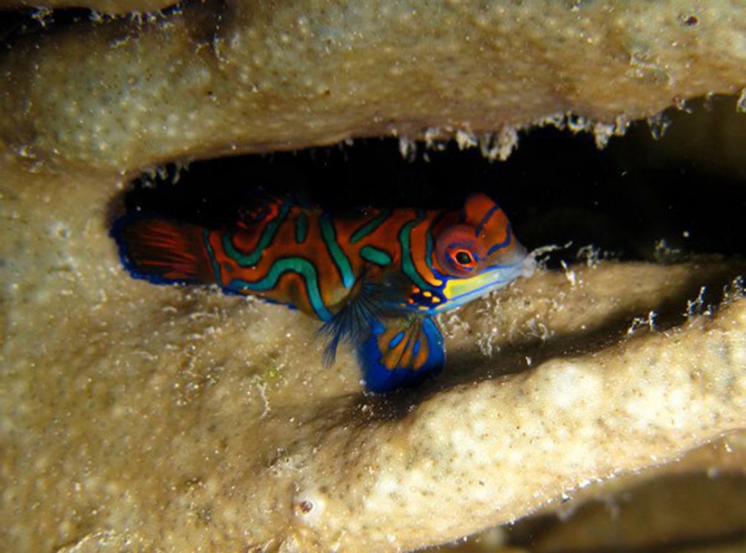 Mandarinfish (Synchiropus splendidus)