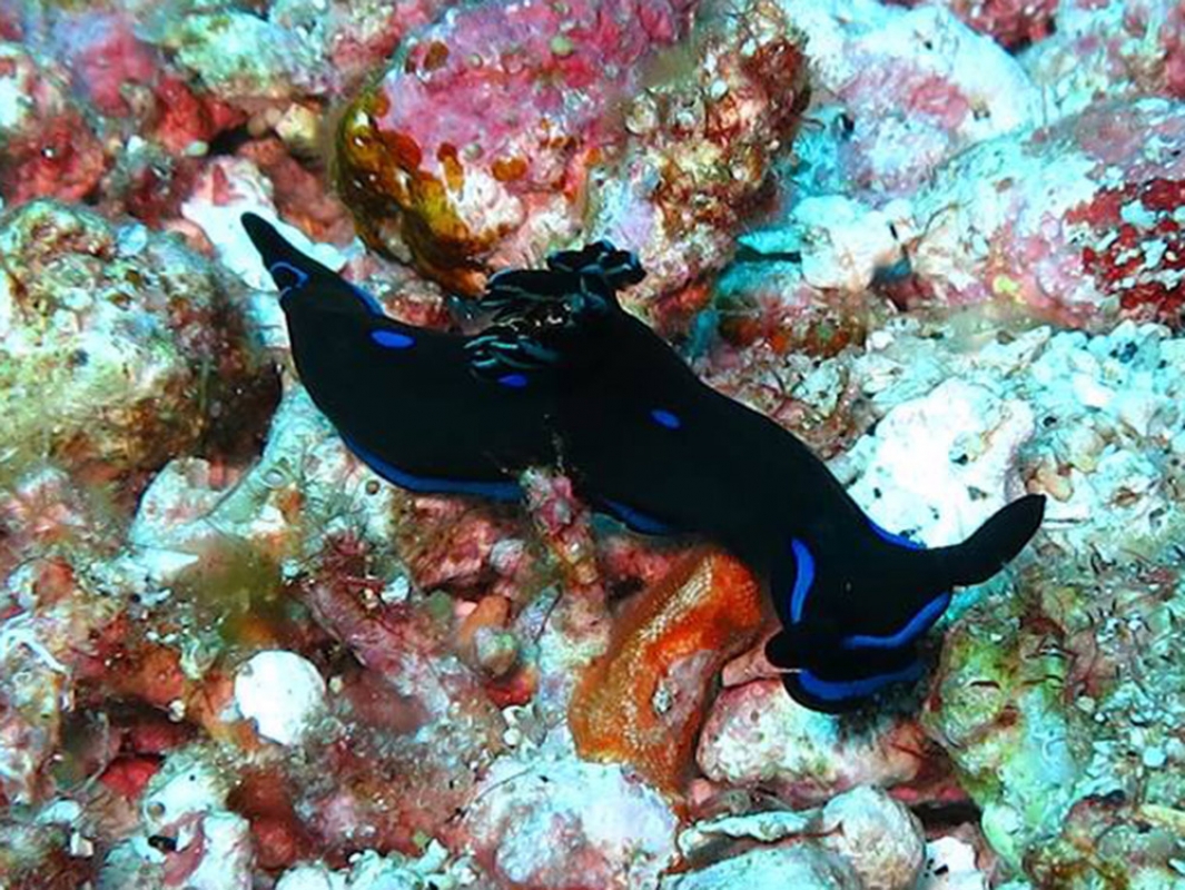 Morose Nudibranch