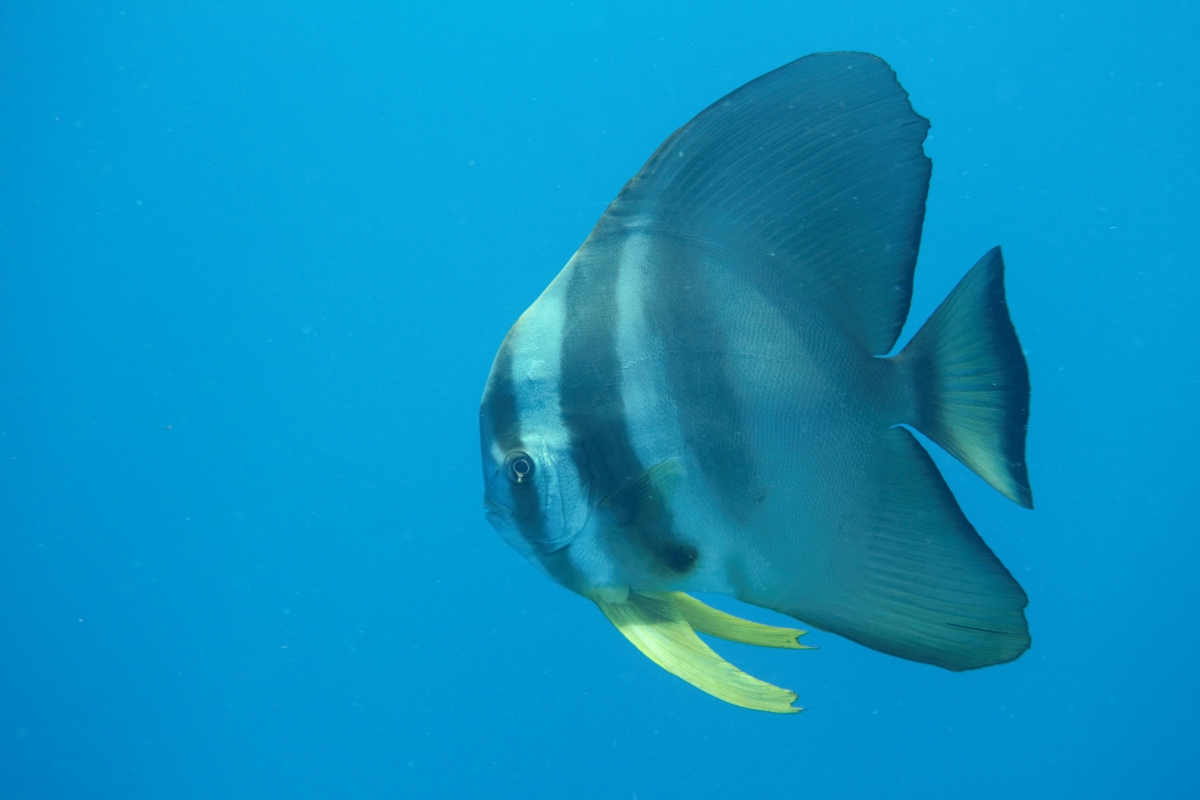 Orbicular Batfish