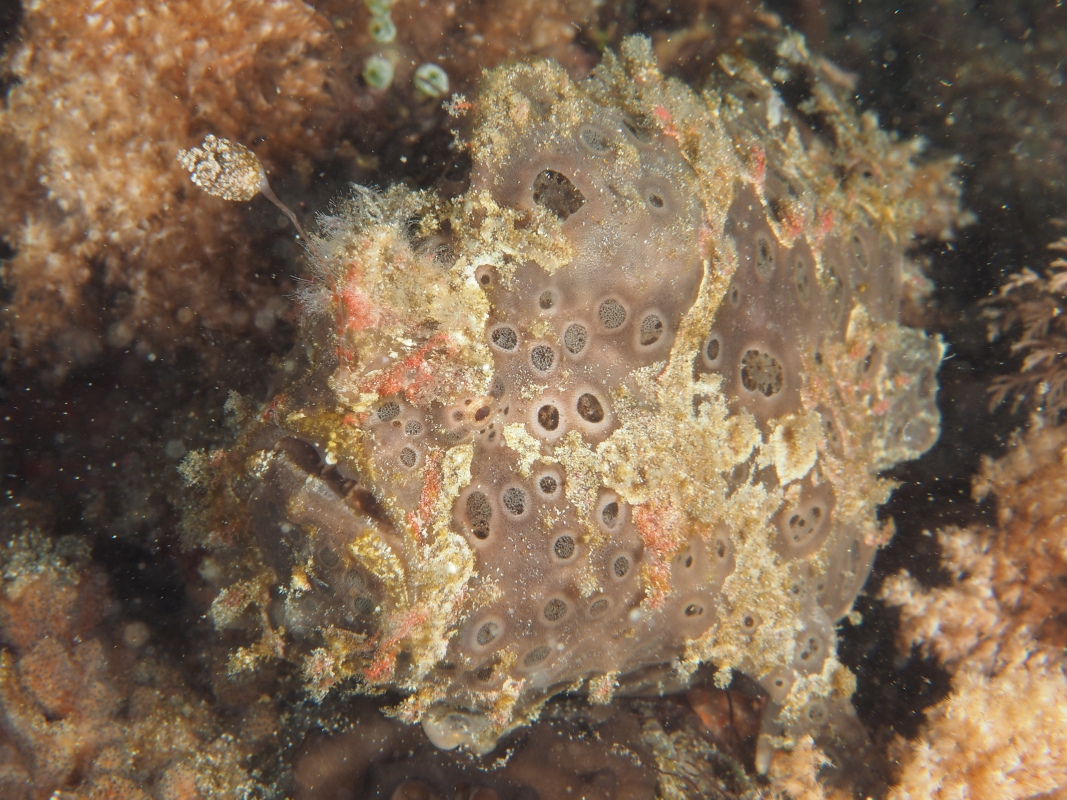 Painted Frogfish (Antennarius pictus)