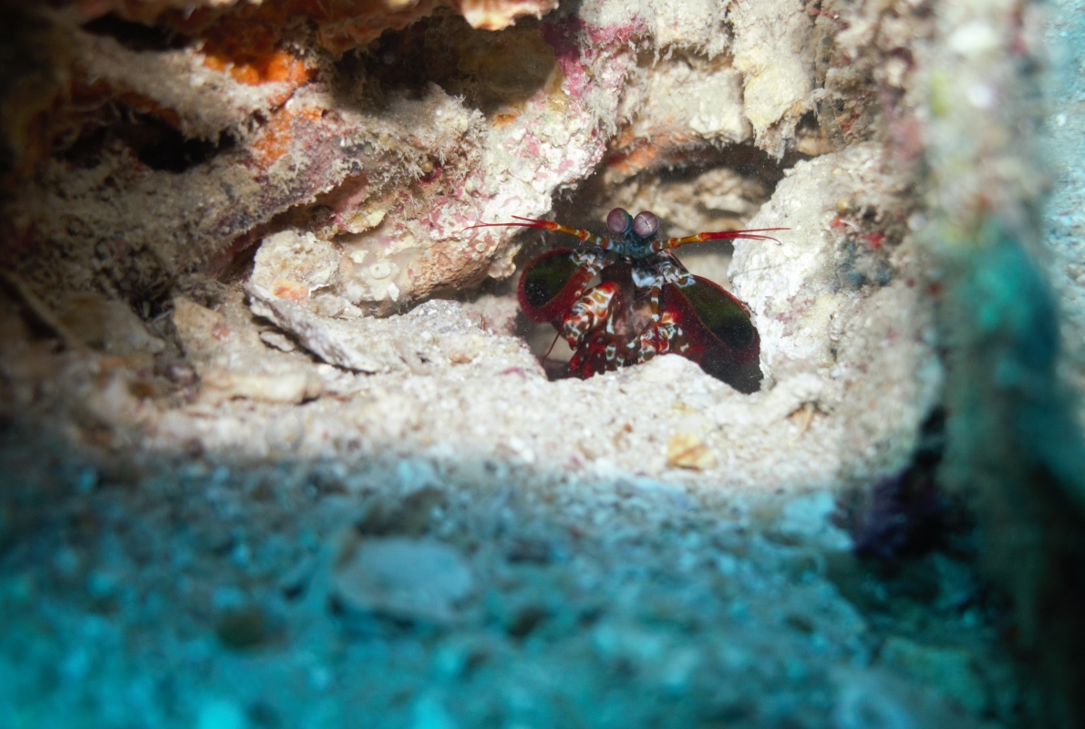Peacock Mantis Shrimp