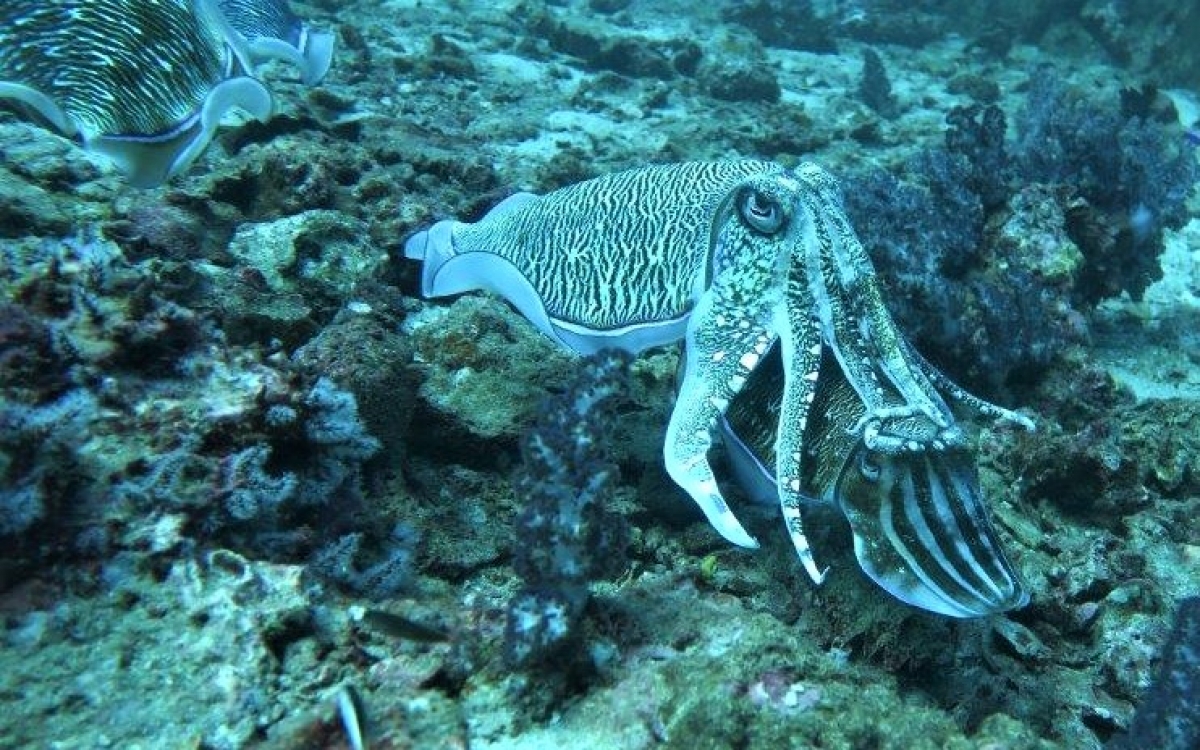 Pharaoh Cuttlefish (Sepia pharaonis)
