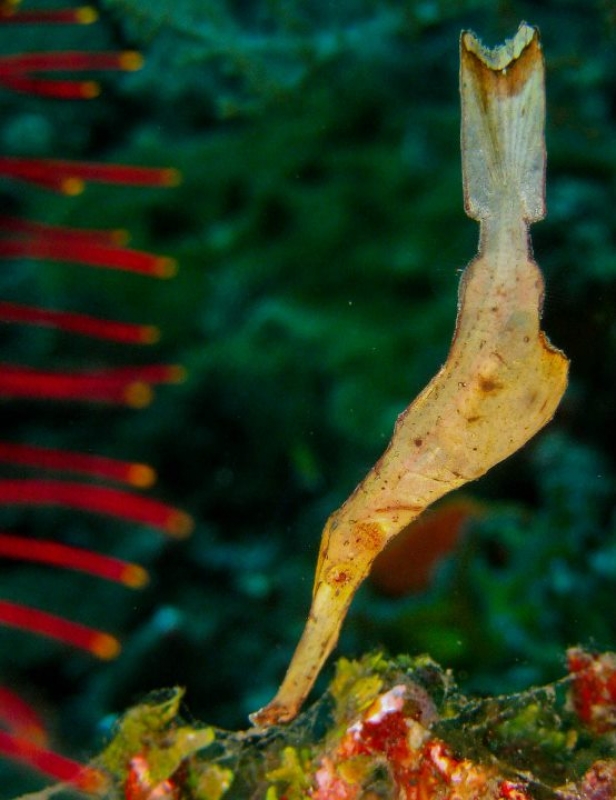 Robust Ghost Pipefish (Solenostomus cyanopterus) in Indonesia