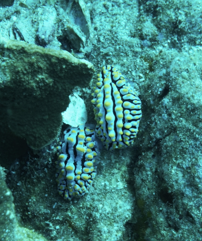 Swollen Phyllidia