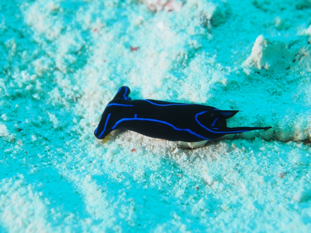 Velvet Sea Slug