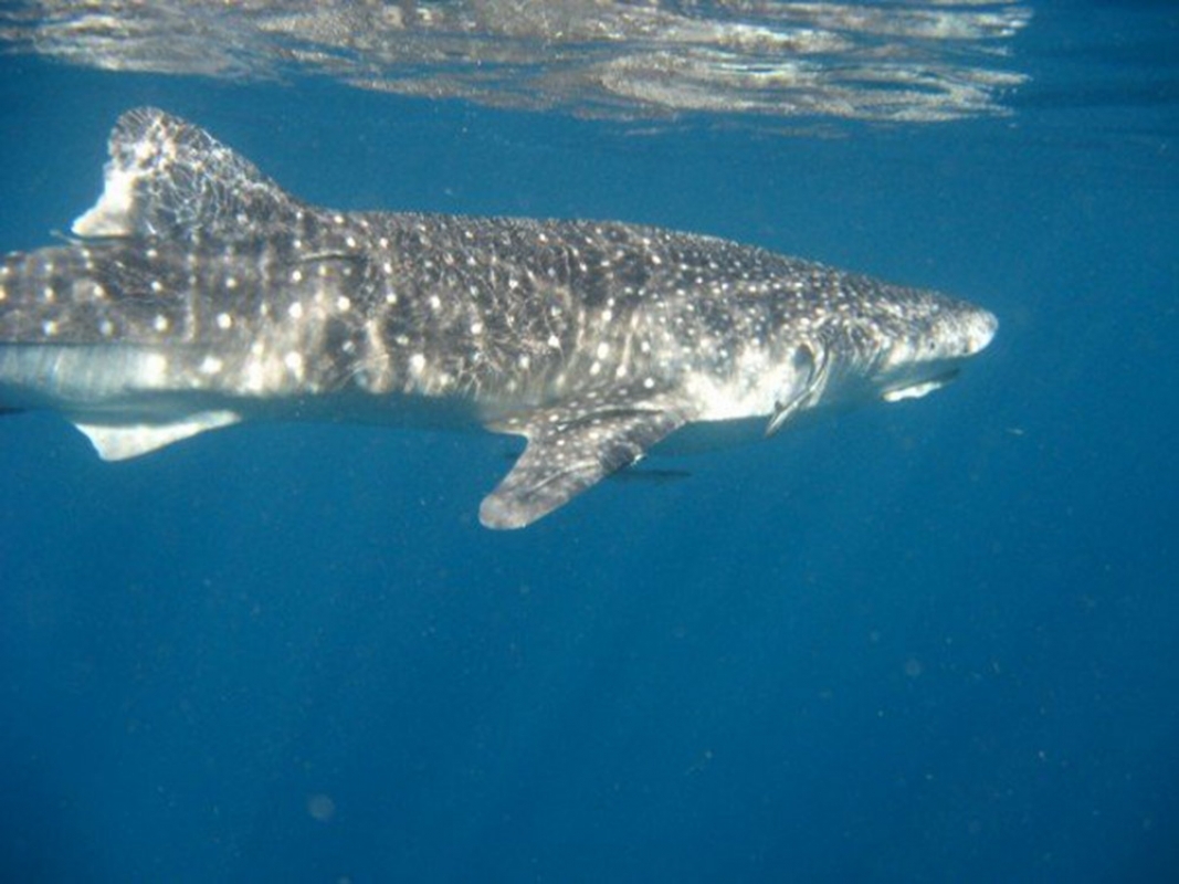 Whale Shark