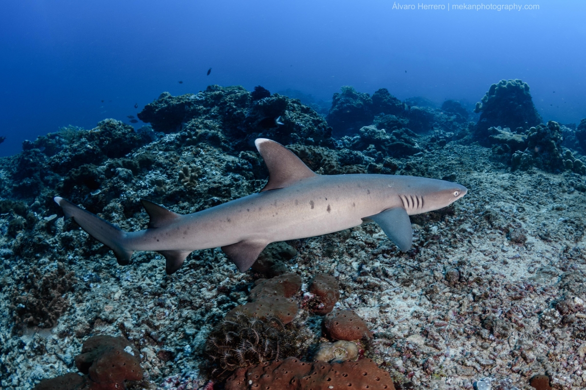 Whitetip Reef Shark swimming across the reef at Shark Point, Gili Trawangan, Indonesia