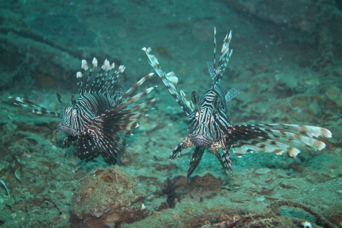 Red Lionfish