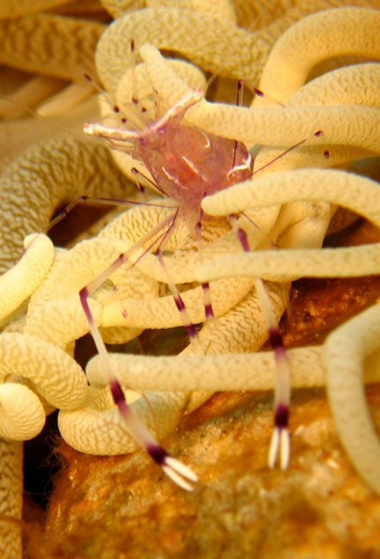 Anemone Shrimp