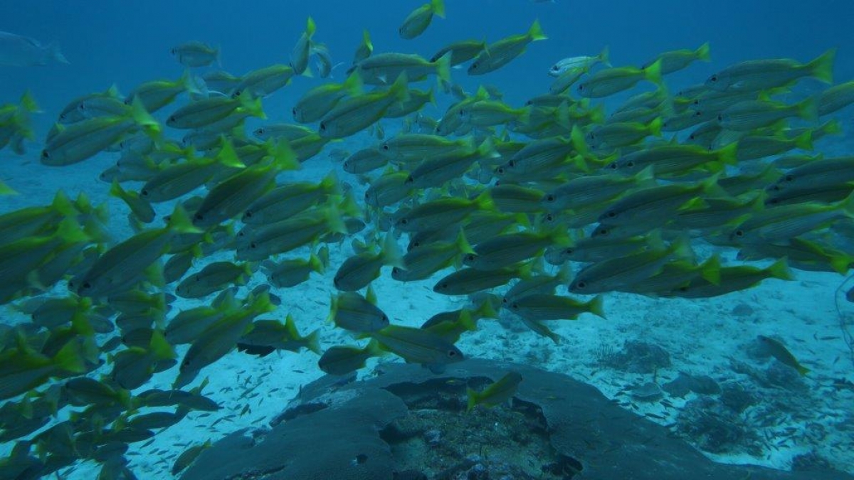 Bigeye Snapper
