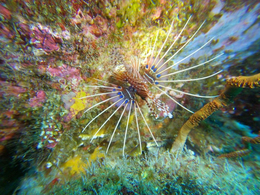Clearfin Lionfish