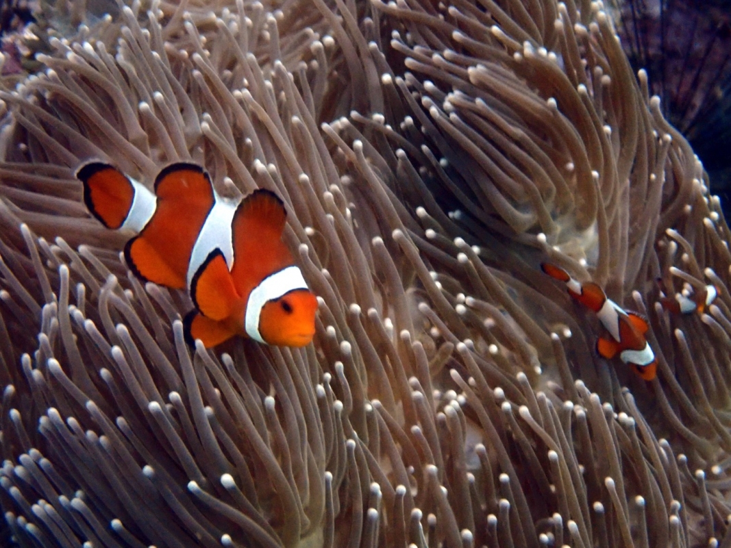 Clown Anemonefish in Thailand